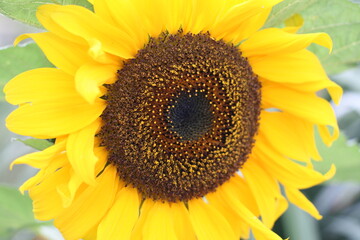 Obraz premium Sunflower