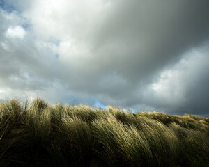 Sea grass on a southern Australian coastal dune.