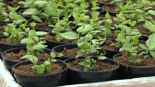 Seedlings sprouting in a seedling tray at a plant nursery. Many of the green seedlings grow in a potting plant. Planting plants in the nursery.
