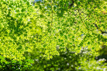 green and yellow leaves of maple tree in japanese garden in tokyo, japan