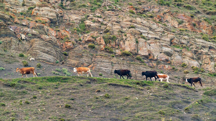 Cows on a rocky mountain road