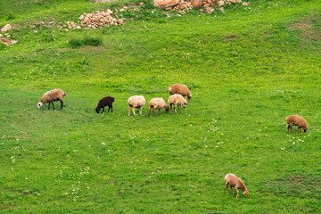 Naklejka na ściany i meble Flock of sheep on green meadow