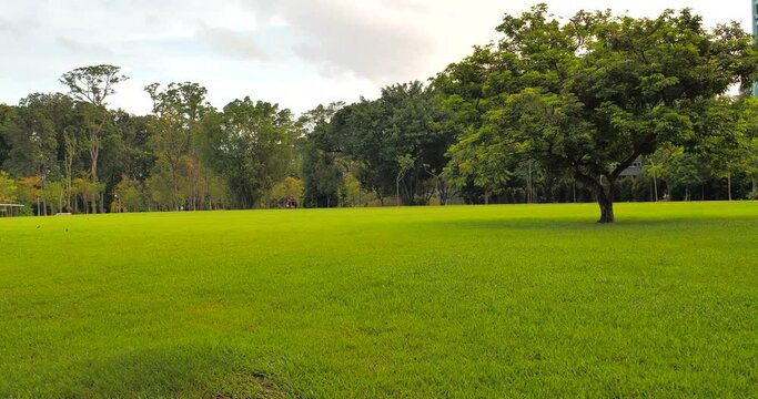 Green Grass Fields of Singapore