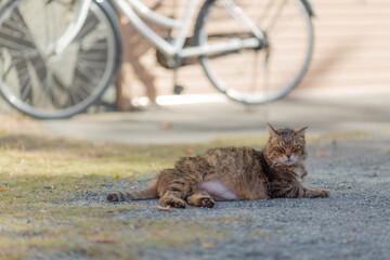 white bicycle and brown haired cat lying down on the ground in japanese shinto shrine, kanagawa pref, japan 