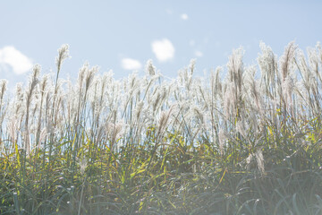 autumn silver grass of showakinen park in tokyo, japan