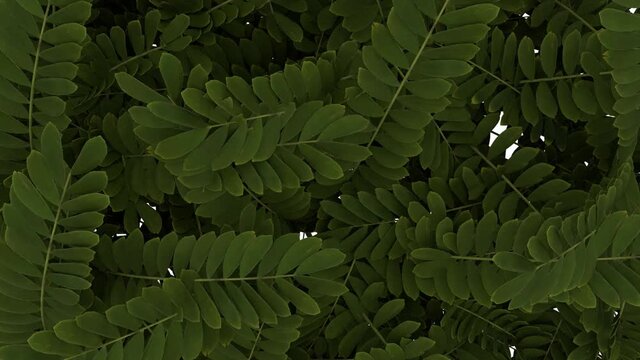 A lush green fern-like bush slowly sways its leaves. Seamless loop.