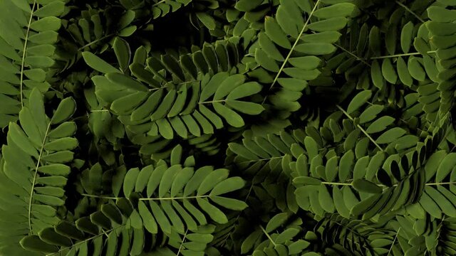 The bright light falls on the dense thickets of acacia, which sway slowly and smoothly. Seamless loop.