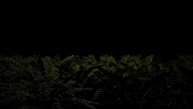 Light from an unknown source periodically illuminates thickets of bushes with long leaves. Seamless loop.