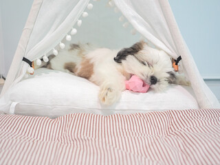 Shih tzu puppy playing a pink toy.