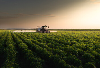Fototapeta premium Tractor spraying vegetable field in sunset.