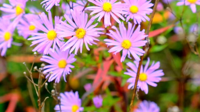 Asters flowers. Purple asters close-up. Autumn flowers. Beautiful floral background.