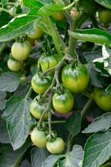Bunch of unripe organic green tomatoes