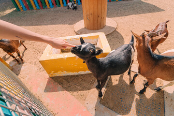 A woman feeds a cute baby goat in a touching childrens zoo. The concept of animal care and psychological therapy