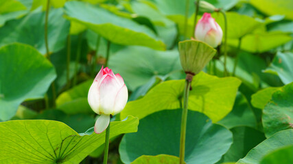 연못에 핀 연꽃