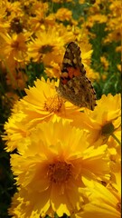 beautiful butterfly in yellow flower field summer