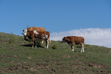 Fototapeta na wymiar Cows on outdoor alpine meadow