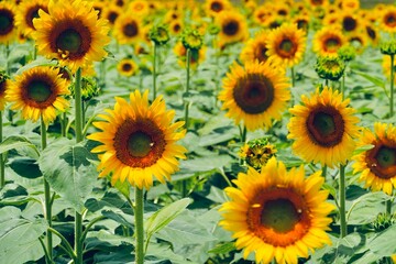 Obraz premium ひまわりの写真