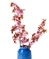 Vase with blooming branches on white background