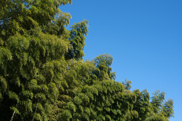 青空の下の竹林