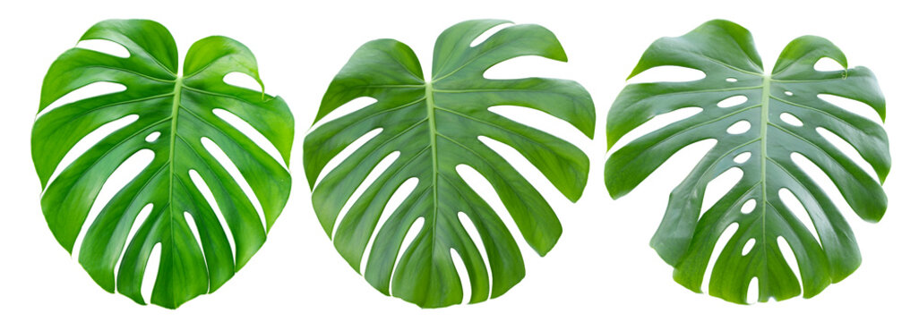 Three monster leaves Isolated on a white background. Element for design.