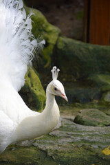 The Elegant Peacock in the park.