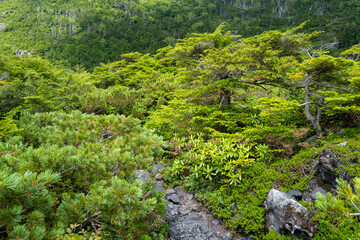 Fototapeta na wymiar 長野県の北横岳の登山道の風景 A view of the trail at Kita-Yokodake in Nagano Prefecture.