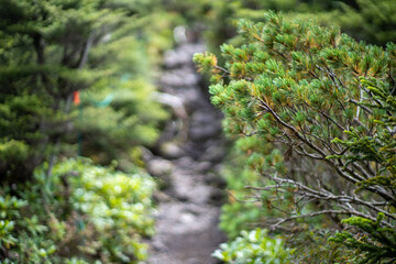 Fototapeta premium 長野県の北横岳の登山道の風景 A view of the trail at Kita-Yokodake in Nagano Prefecture.