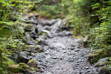 長野県の北横岳の登山道の風景 A view of the trail at Kita-Yokodake in Nagano Prefecture.