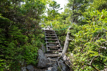 長野県の北横岳の登山道の風景 A view of the trail at Kita-Yokodake in Nagano...