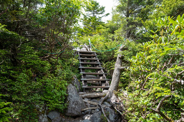 長野県の北横岳の登山道の風景 A view of the trail at Kita-Yokodake in Nagano...