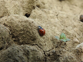 Biedronka (Ladybird) © Piotr