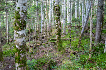 長野県の北横岳の登山道の風景 A view of the trail at Kita-Yokodake in Nagano Prefecture.
