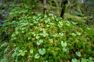 Obraz premium 長野県の北横岳の登山道の風景 A view of the trail at Kita-Yokodake in Nagano Prefecture.