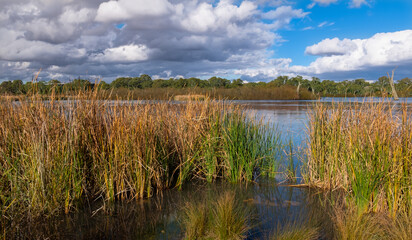 river murray, river, reeds, bank