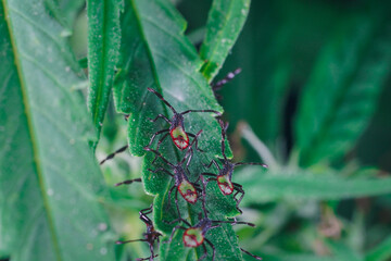 Stink, assassin bugs back side on cannabis, marijuana, hemp leaf. Macro photography shot insects close up on green leaf. Natural animal in garden outdoor. beautiful wildlife. Beetles bugs.