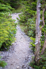 長野県の北横岳の登山道の風景 A view of the trail at Kita-Yokodake in Nagano Prefecture.