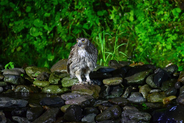 北海道の鳥　シマフクロウ