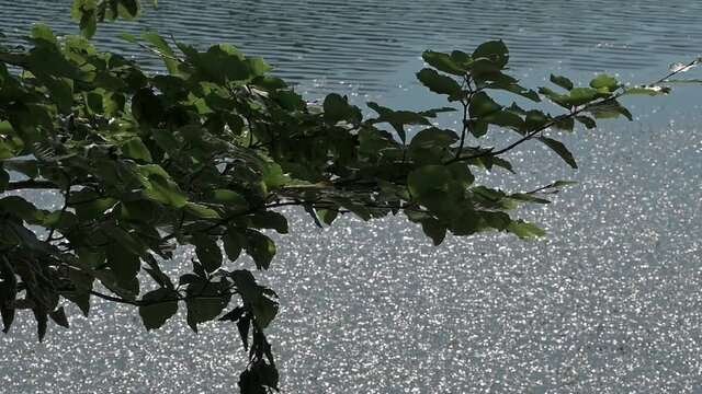 lago calamone