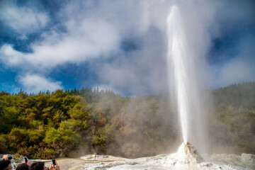 Erupting geysers in New Zealand.