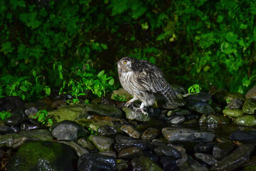 北海道の鳥　シマフクロウ
