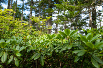 長野県の北横岳の登山道の風景 A view of the trail at Kita-Yokodake in Nagano Prefecture.