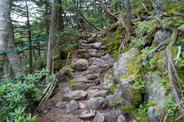 長野県の北横岳の登山道の風景 A view of the trail at Kita-Yokodake in Nagano Prefecture.