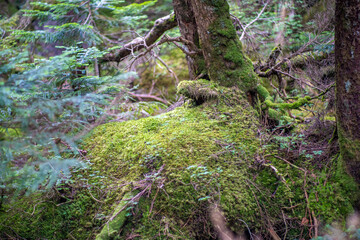 長野県の北横岳の登山道の風景 A view of the trail at Kita-Yokodake in Nagano Prefecture.