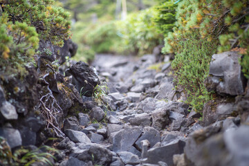 長野県の北横岳の登山道の風景 A view of the trail at Kita-Yokodake in Nagano Prefecture.