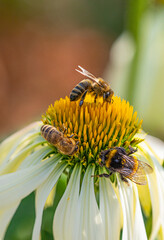 garden flowers and bees macro photography