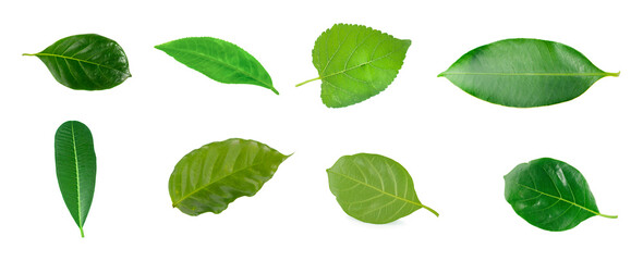 Leaves of jackfruit isolated on a white background