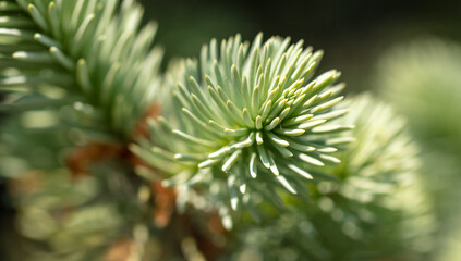 Green needles on coniferous branches in the park.