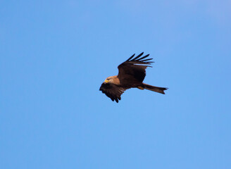 Eagle in flight against the blue sky.