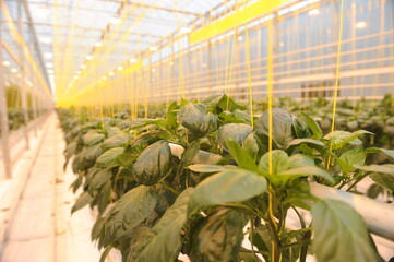 Rows of fruit plants grow in a large greenhouse