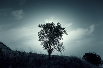 Fototapeta na wymiar Dark gloomy tree